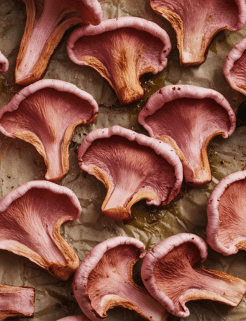 Pink Oyster Mushroom Recipe